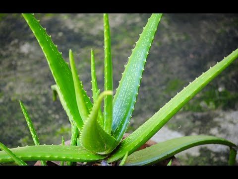 Aloe Vera for Beauty of women 