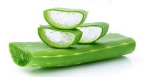 Use Aloe Vera for Hair Loss Treatment