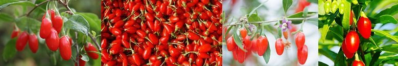 What Are Goji Berries